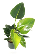 Green Congo